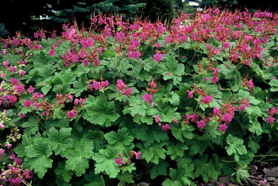 24x Geranium macr. 'Czakor' - ↕10-25cm - Ø9cm