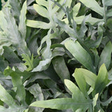 Phlebodium aureum Blue Star - Blauwe Varen - Huisdiervriendelijke Plant - Blauw - 4 Planten - met Mand - Pot 12cm - Hoogte 25cm