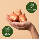250x Bulb Garden Blue - Blauwe bollentuinmix - Diversen - Zomerbloeier - Bolmaat 10/12