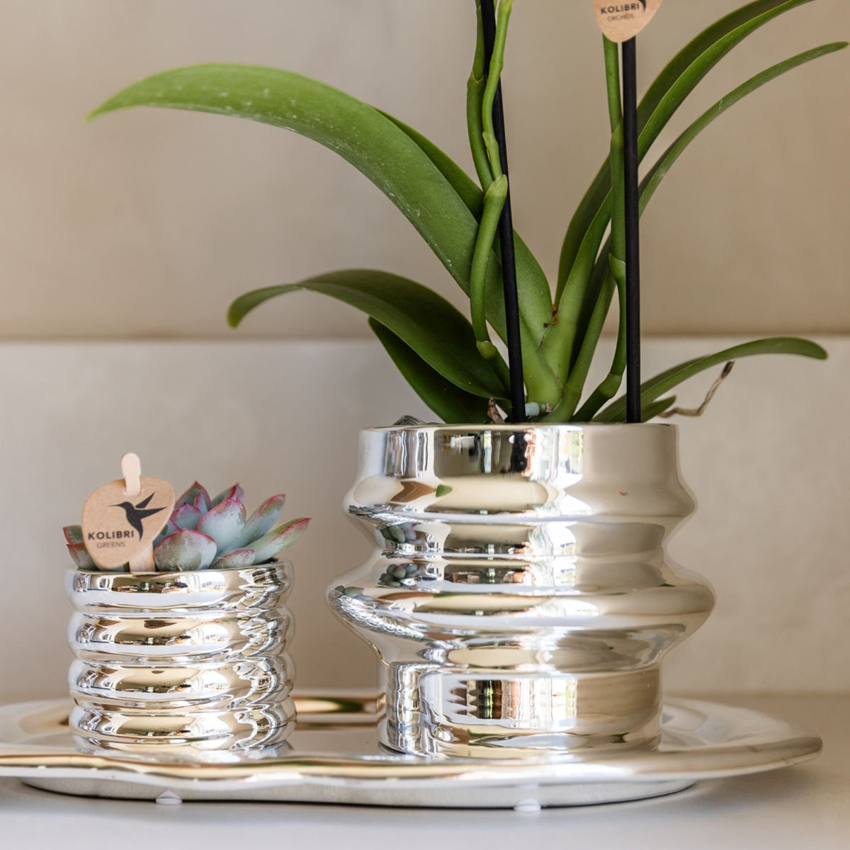 Kolibri Orchids | Witte Phalaenopsis Orchidee - Mineral Amabilis in Chrome Dubbel Sierpot met Giftbox - Ø9 cm