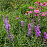 Borderpakket - Bijen en Vlinderlokkend - 24 Vaste planten - 3 m2 - Diversen kleuren - Weinig Onderhoud - Pot 11cm