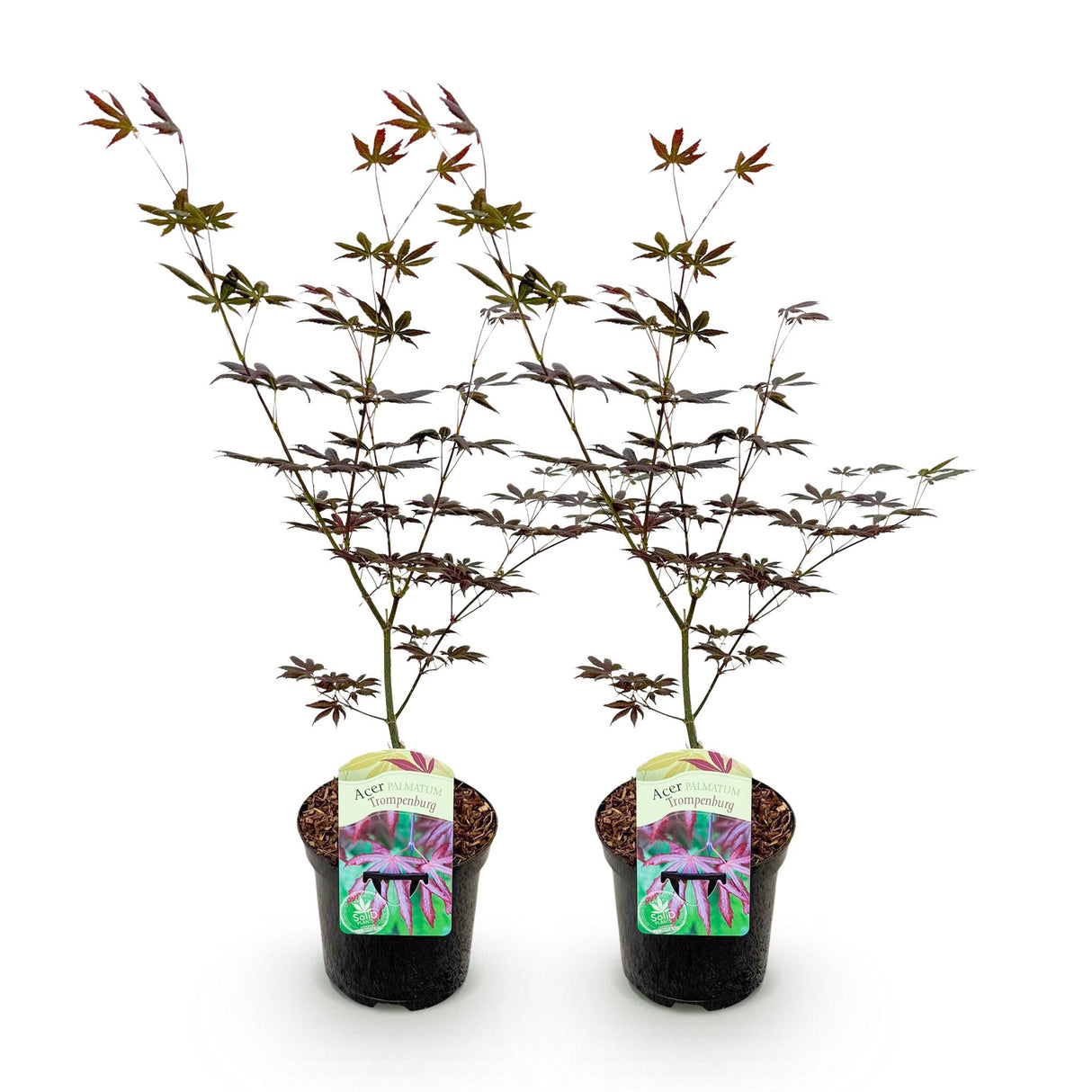 Green boutiQ - Terrasplant - Japanse Esdoorn - Acer palmatum Trompenburg -Donker Paars - 2 Planten - Bladverliezend - Pot 19cm Hoogte 70cm