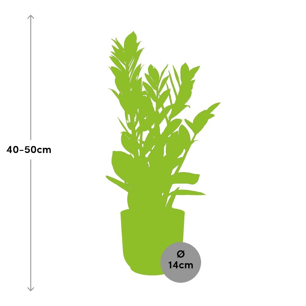 Zamioculcas – Höhe 45-50 in ELHO Vibes Fold 14cm rosa