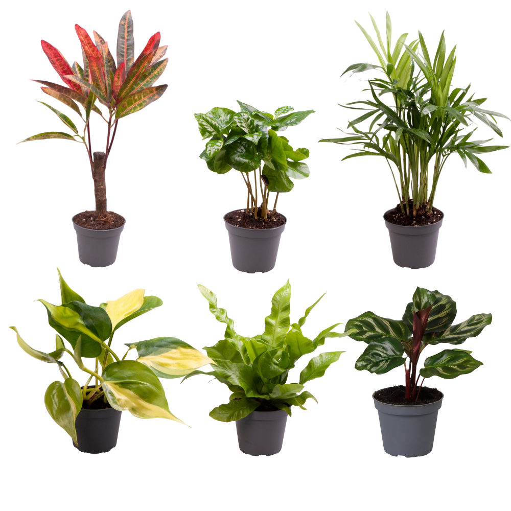 x6 - Baby KamerPlanten Verrassingsbox - ↕12cm - Ø6cm