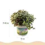 Calissia repens - Kattengras - Huisdiervriendelijk - Groen - 4 Planten - met Potter Wit - Pot 12cm - Hoogte 17-20cm