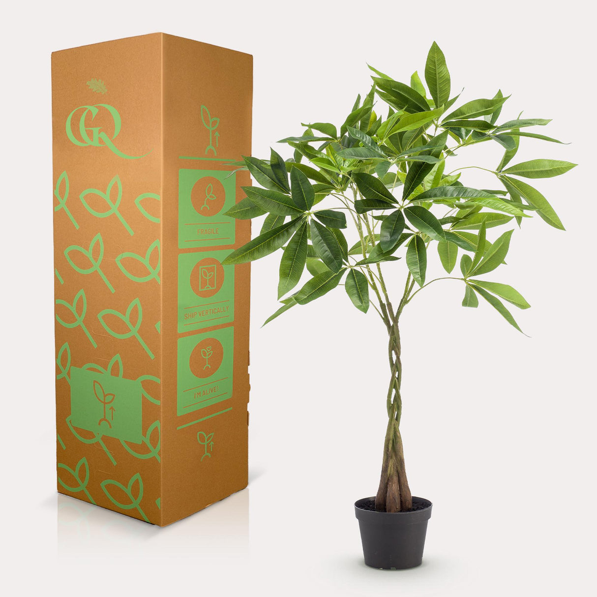 Kunstpflanze - Pachira aquatica - Geldbaum - 90cm