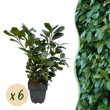 Green boutiQ - Haagplanten - Prunus laurocerasus Etna - blad groen - 6 planten - 1 strekkende meter - groenblijvend - pot 17cm hoogte 50cm