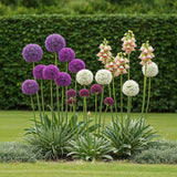 Green boutiQ - Bulbes de fleurs - Mélange de bulbes de jardin Allium - Couleurs variées - 80 pièces - Emballage cadeau