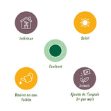 Green boutiQ - Kamerplant - Euphorbia eritrea - Afrikaanse melkboom - Weinig onderhoud - Groen - 2 - Pot 17cm - Hoogte 60cm