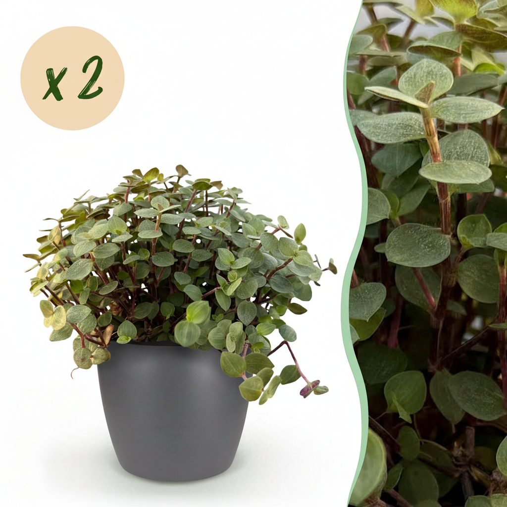 Calissia repens - Kattengras - Huisdiervriendelijk - Groen - 2 Planten - met Potter Grijs - Pot 12cm - Hoogte 17-20cm