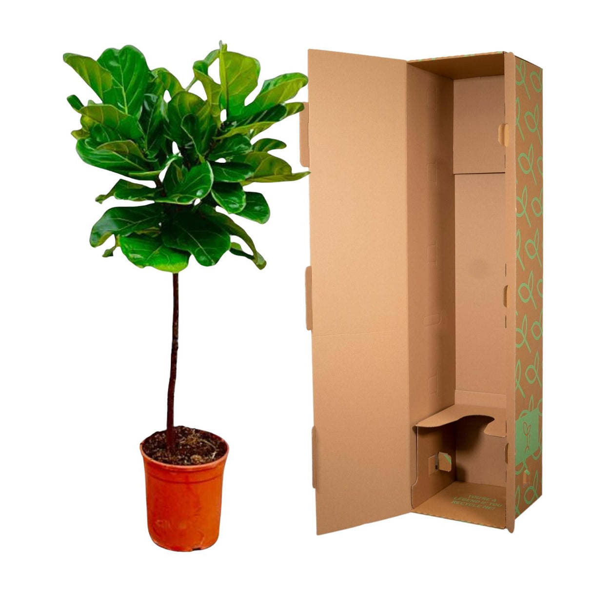 Ficus Lyrata Stamm - 130 cm - ø24