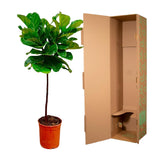 Ficus Lyrata Stamm - 130 cm - ø24