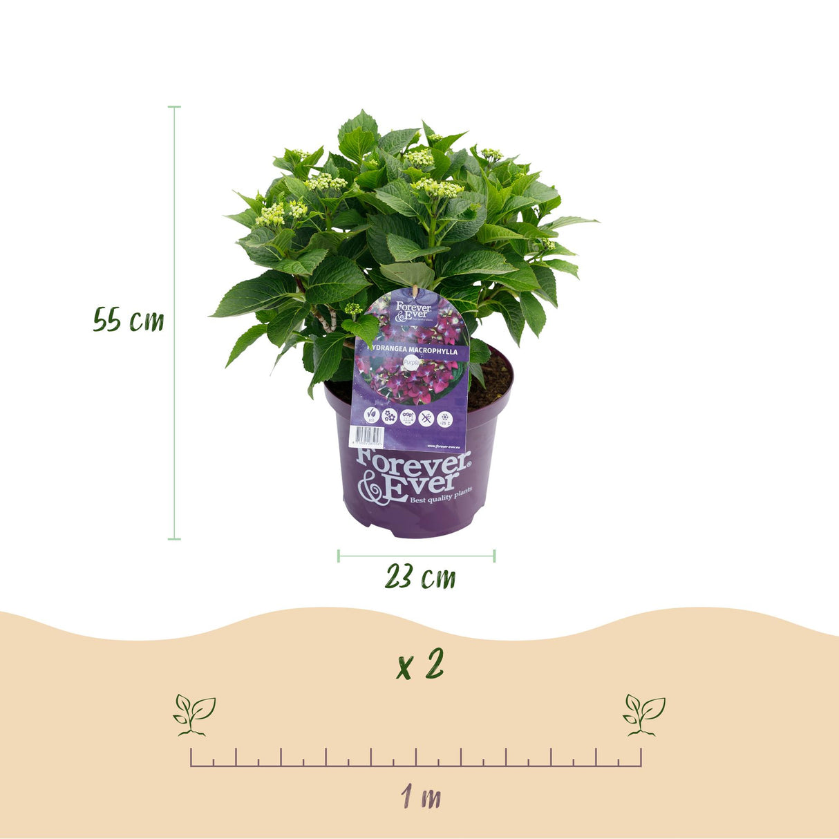 Hortensia - Hydrangea Forever & Ever - Paars - 7-12 Bloemen - 2 Planten - Pot 23cm Hoogte 55cm
