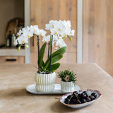 Kolibri Orchids | Gift Set Horizon Wit - Witte Phalaenopsis Orchidee Blossom Zurich & Succulent