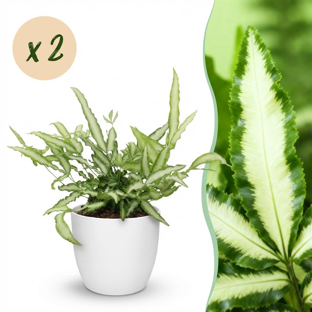 Pteris cretica Albolineata - Lintvaren - Huisdiervriendelijke Plant - Groen - 2 Planten - met Potter Wit - Pot 12cm - Hoogte 20cm