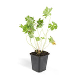60x Geranium Rozanne - ↕10-25cm - Ø9cm