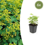 6x Alchemilla mollis - ↕10-25cm - Ø9cm