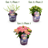 Hortensia - Hydrangea Forever & Ever - Roze - 7-12 Bloemen - Pot 23cm Hoogte 55cm