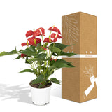 Flamingoplant / Anthurium – ↕55cm – ⌀17cm