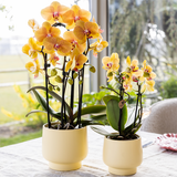 Kolibri Orchids | Oranje phalaenopsis orchidee potmaat Ø12cm | Sunny Bunny | bloeiende kamerplant - vers van de kweker