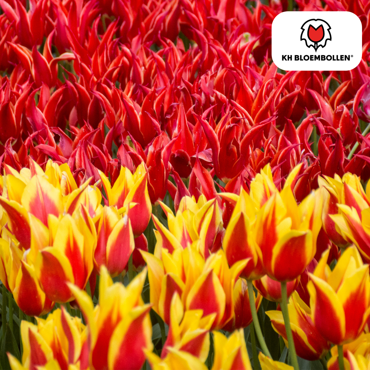 Bulbes de tulipes Fire Wings – 20 pièces | KH Bloembollen® | Tulipe rouge-jaune flammée – Vif & Remarquable – Pour jardin ou pot – Taille 11/12 – Frais du producteur