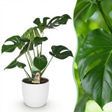 Monstera Deliciosa - Gatenplant - Weinig onderhoud - Groen - 1 Plant - met Potter Wit - Pot 21cm - Hoogte 70-80cm