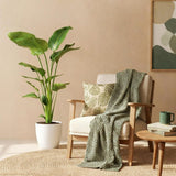 Strelitzia Nicolai - Paradijsvogelbloem - Weinig onderhoud - Groen - 1 Plant - met Potter Wit - Pot 21cm - Hoogte 110-120cm