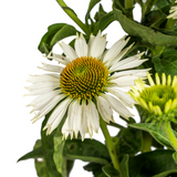Echinacea Purpurea Blanche Ø19cm - ↕60cm - Ø70cm