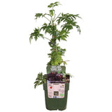 Rubus fruticosus 'Thornless Evergreen' - Doornloze Braam - ↕45cm - Ø13cm
