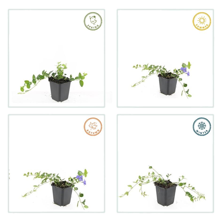 60x Vinca minor 'Ralph Shugert' - ↕10-25cm - Ø9cm