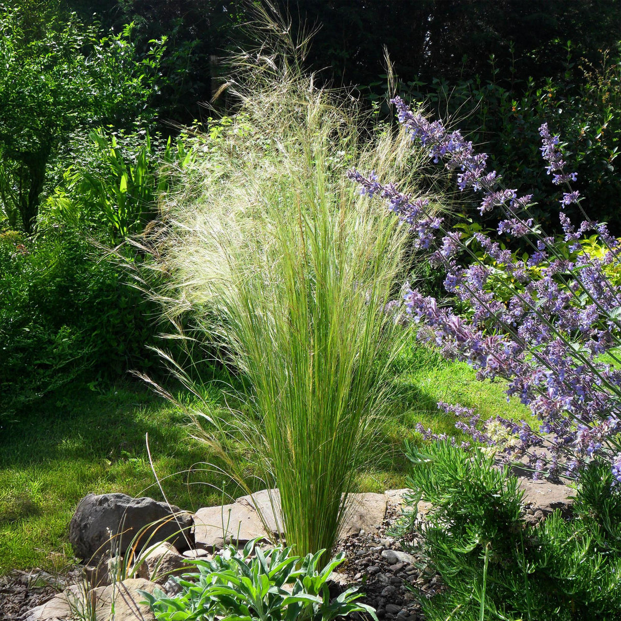 Siergrassen - Stipa tenuifolia Pony Tails - Groen - 4 Planten - Bladhoudend - Weinig Onderhoud - Pot 17cm Hoogte 50cm