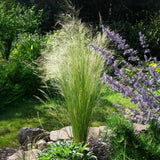 Siergrassen - Stipa tenuifolia Pony Tails - Groen - 4 Planten - Bladhoudend - Weinig Onderhoud - Pot 17cm Hoogte 50cm