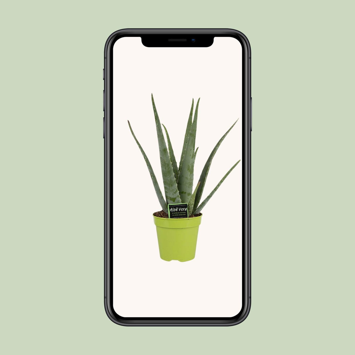 Aloe Vera - Ø15cm - ↕65cm