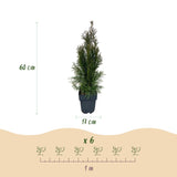 Haagplanten - Thuja occidentalis Smaragd - blad groen - 6 planten - 1 strekkende meter - groenblijvend - pot 17cm hoogte 60cm