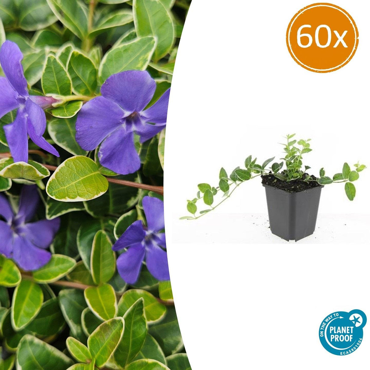 60x Vinca minor 'Ralph Shugert' - ↕10-25cm - Ø9cm