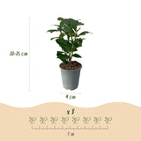 Green boutiQ - Haagplanten - Prunus laurocerasus Novita - blad groen - 8 planten - 1 strekkende meter - groenblijvend - pot 9cm hoogte 30-35cm