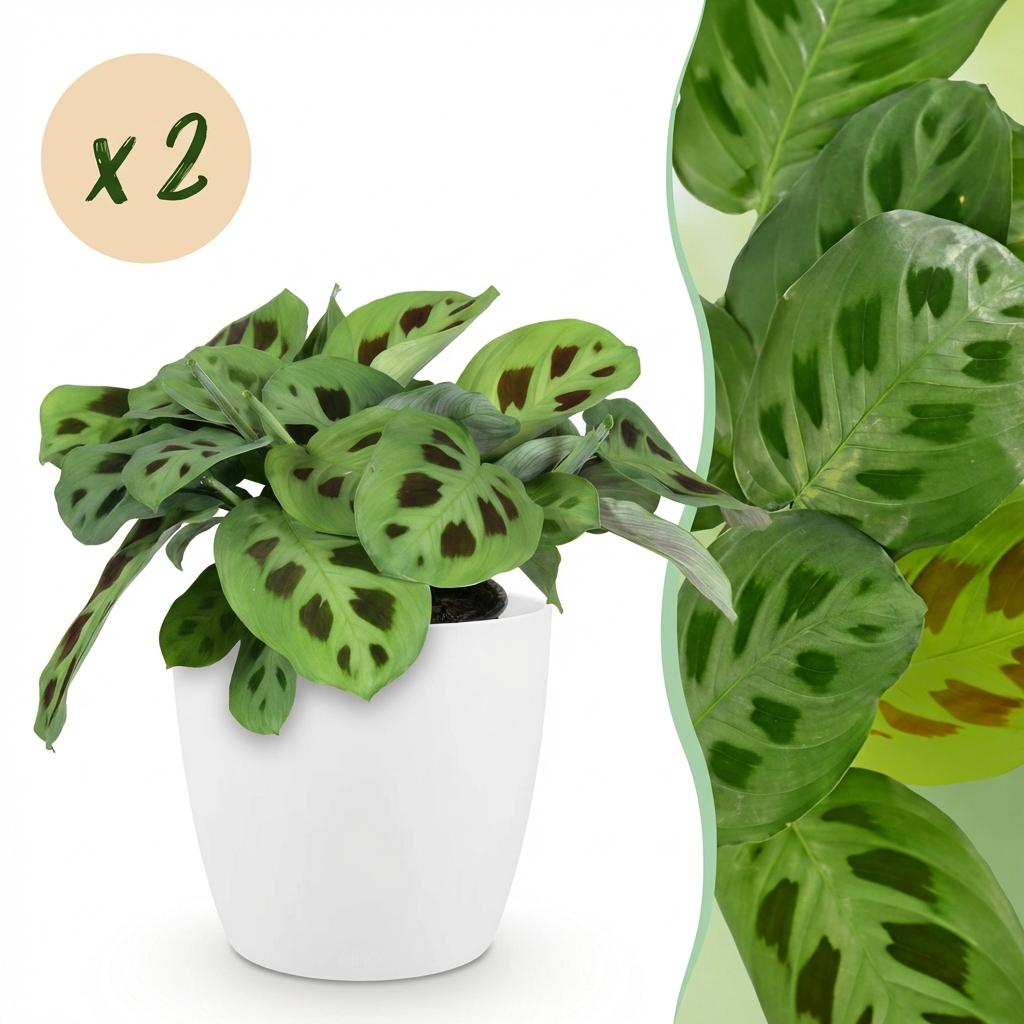 Maranta Fascinator Kerchoveana - Zebraplant - Huisdiervriendelijke Plant - Groen - 2 Planten - met Potter Wit - Pot 12cm - Hoogte 25cm