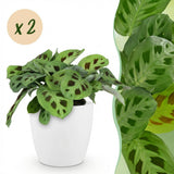 Maranta Fascinator Kerchoveana - Zebraplant - Huisdiervriendelijke Plant - Groen - 2 Planten - met Potter Wit - Pot 12cm - Hoogte 25cm