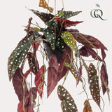 Kunstpflanze - Begonia Maculata - Gepunktete Begonie - 80 cm