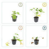 60x Geranium macr. 'Spessart' - ↕10-25cm - Ø9cm