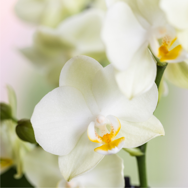 Giftset Bloom Sand | Witte Lausanne orchidee Ø9cm + groene plant Ø6cm – incl. keramieke sierpotten & wit dienblad – vers van de kweker