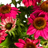 Echinacea Purpurea Pourpre Ø19cm - ↕60cm - Ø70cm