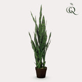 Plante artificielle - Sansevieria black coral - Langue de belle-mère - 97 cm