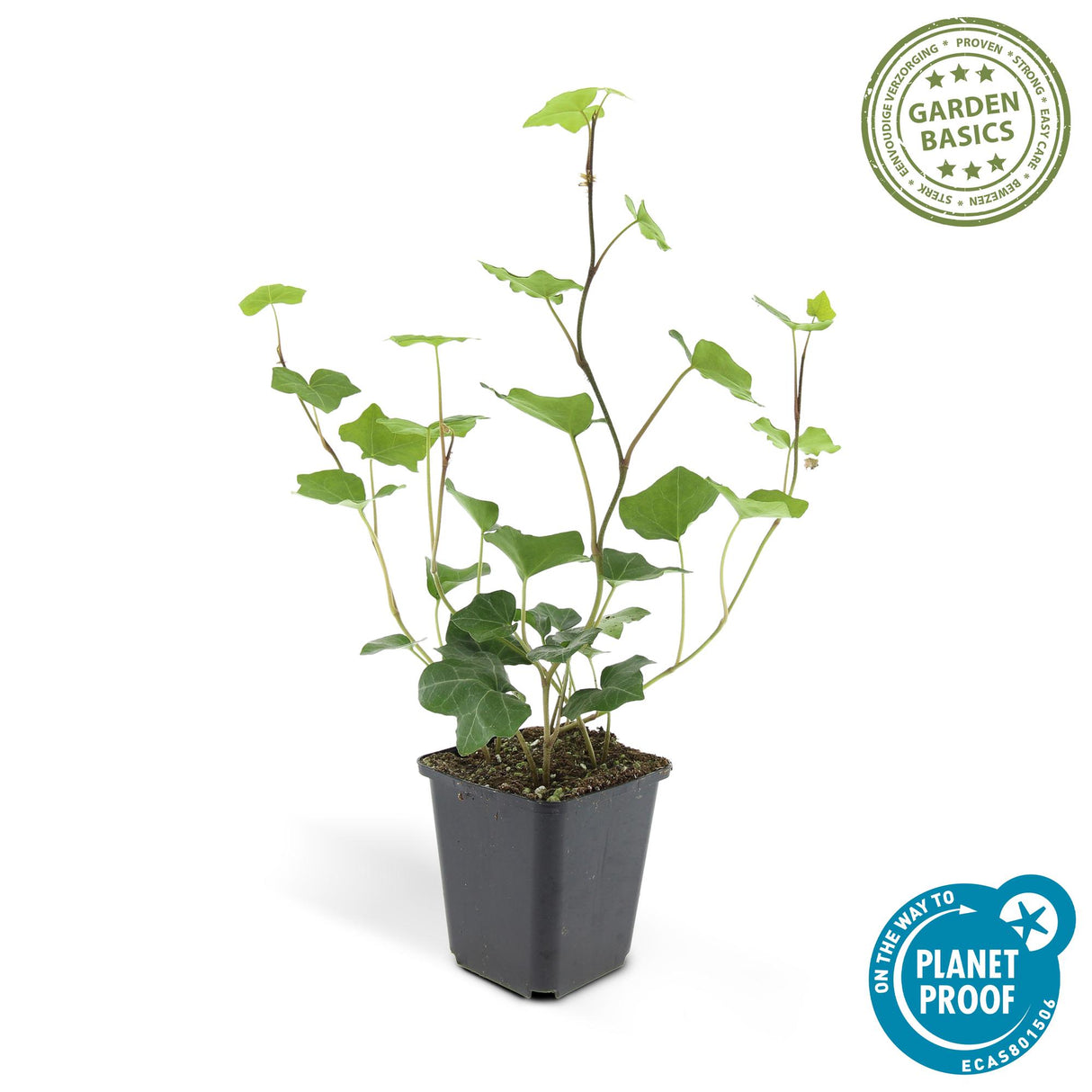 48x Hedera Hibernica - ↕10-25cm - Ø9cm
