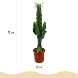 Green boutiQ - Kamerplant - Euphorbia eritrea - Afrikaanse melkboom - Weinig onderhoud - Groen - 2 - Pot 19cm - Hoogte 70cm