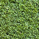 Green boutiQ - Haagplanten - Buxus sempervirens -  blad groen - 8 planten - 1 strekkende meter - groenblijvend - pot 9cm hoogte 20-25cm