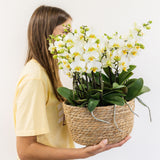 Kolibri Orchids | witte plantenset in Reed Basket incl. waterreservoir | drie witte orchideeën Lausanne 9cm en drie groene planten | Jungle Bouquet wit met zelfvoorzienend waterreservoir