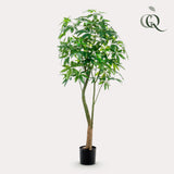 Kunstpflanze - Pachira Aquatica - Geldbaum - 180 cm