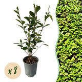 Green boutiQ - Haagplanten - Ligustrum ovalifolium - blad groen - 8 planten - 1 strekkende meter - groenblijvend - pot 9cm hoogte 35-40cm