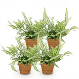 Pteris cretica Albolineata - Lintvaren - Huisdiervriendelijke Plant - Groen - 4 Planten - met Mand - Pot 12cm - Hoogte 20cm